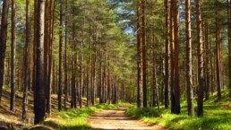 Asociación de Propietarios Forestales de Andalucía Oriental para el Desarrollo Sostenible y Conservación de la Biodiversidad