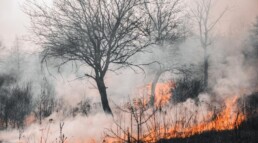 incendio y abandono forestal