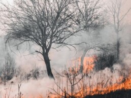 incendio y abandono forestal