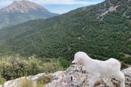 Asociación de Propietarios Forestales de Andalucía Oriental para el Desarrollo Sostenible y Conservación de la Biodiversidad
